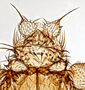 820806 Speiseria peytonae, holotype, male, head, dorsal view